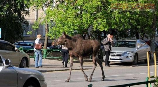 Лось в Альметьевске Лось в Альметьевске