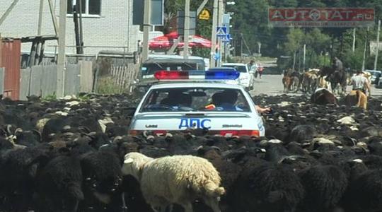 ГИБДД и бараны ГИБДД и бараны